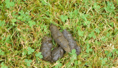 Photo of dog poop on somebody’s lawn.