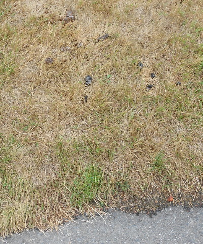 Photo of dog poop on somebody’s lawn.